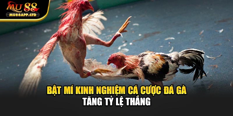 Bật mí kinh nghiệm cá cược đá gà tăng tỷ lệ thắng