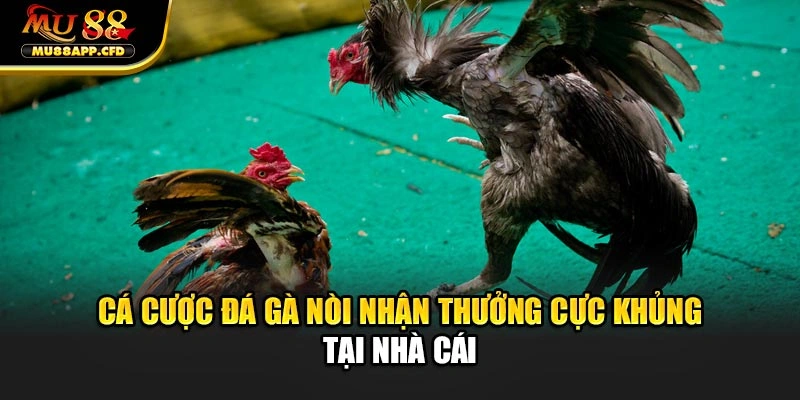 Cá cược đá gà nòi nhận thưởng cực khủng tại nhà cái