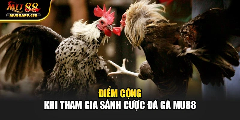 Điểm cộng khi tham gia sảnh cược đá gà Mu88
